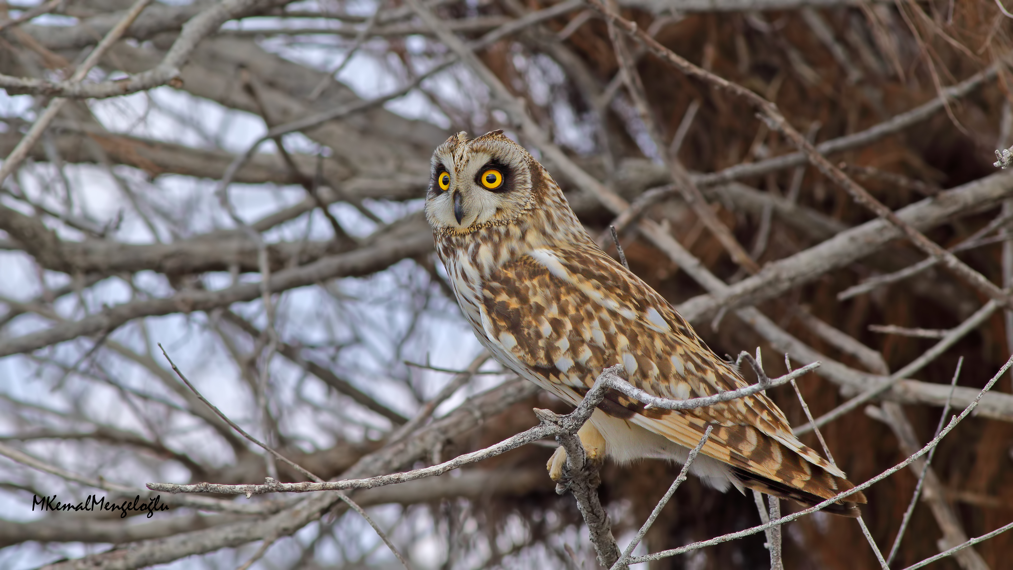 Short-eared Owl